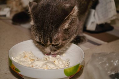 Bu yakın planda, gri bir İskoç kedisi açık renkli bir kaseden ekşi krema yiyor. Kedinin yuvarlak yüzü ve yumuşak kürkü kremalı atıştırmalıkların tadını çıkarırken daha da sevimli görünmesini sağlıyor.