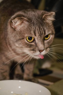 Gri İskoç bir kedi bu yakın çekim sahnesinde açık renkli bir kaseden ekşi kremanın tadını çıkarıyor. Kedilerin kulakları kıvrılmıştır ve kremalı şekerle nazikçe dolaşır. Odaklanmış ifadesi eklenir