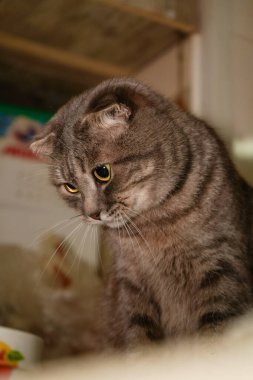 Bir İskoç kedisinin yüzünün yakın çekimi büyüleyici gözlerini ve katlanmış kulaklarını gösterir. İfade sakin ama meraklıdır ve yumuşak kürk genel portreye biraz şefkat katar.