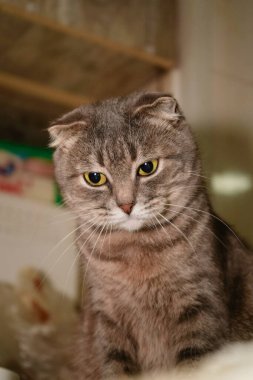 Bir İskoç kedisinin yüzünün yakın çekimi büyüleyici gözlerini ve katlanmış kulaklarını gösterir. İfade sakin ama meraklıdır ve yumuşak kürk genel portreye biraz şefkat katar.