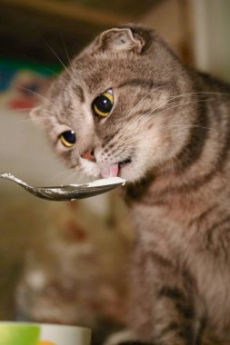 Bu yakın planda, bir İskoç kedisi bir kaşık ekşi kremanın tadını çıkarıyor. Kediler yuvarlak yüzlü ve katlanmış kulaklı bu anı daha da sevimli hale getiriyor. Kedi kremayı yalarken kaşık parlıyor.
