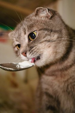 Bu yakın planda, bir İskoç kedisi bir kaşık ekşi kremanın tadını çıkarıyor. Kediler yuvarlak yüzlü ve katlanmış kulaklı bu anı daha da sevimli hale getiriyor. Kedi kremayı yalarken kaşık parlıyor.