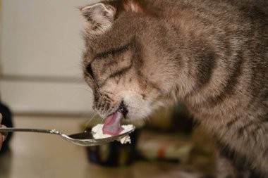 Bu yakın planda bir İskoç kedisi kaşıktan ekşi krema yiyor. Gözleri kremalı şekere odaklanmış durumda. Kedinin sevimli ifadesi sahneye cazibe katıyor.