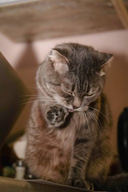 İskoç Katlanan Kediler 'in yakın plan fotoğrafı. Pençesiyle kendini yıkadığını gösteriyor. Kediler nazikçe bakar, ve pürüzsüz paltosu ona sakin ve memnun bir tavır verir.