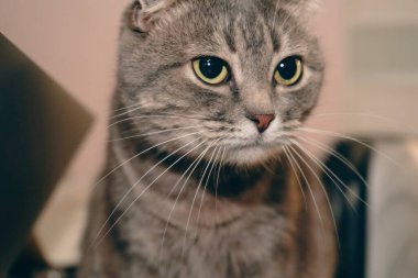 Bir İskoç kedisinin yüzüne yakından bakınca sevimli katlanmış kulakları ortaya çıkıyor. Kedinin büyük, anlamlı gözleri ve yuvarlak yüzü büyüleyici ve sakin bir ifade yaratır. Kürkü yumuşak ve yumuşak görünüyor.