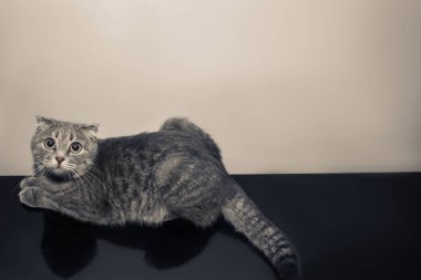 Gri bir İngiliz Shorthair kedisi siyah bir piyanonun yüzeyinde yatıyor. Pençelerini kendi altında kavuşturdu, sakinliğini gösteriyor. Piyano ve kedi arasındaki zıtlık çarpıcı.