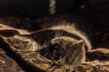 A British Fold cat rests gracefully on a soft blanket, basking in gentle rays of light. The warm glow reflects beautifully off its plush fur. A serene moment of feline elegance and tranquility clipart