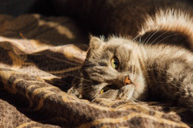 A British Fold cat rests gracefully on a soft blanket, basking in gentle rays of light. The warm glow reflects beautifully off its plush fur. A serene moment of feline elegance and tranquility clipart