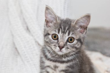 Neşeli bir İskoç kedisi yumuşak, beyaz örülü bir battaniyenin üzerinde eğlenir. Minik patileri ve meraklı gözleri o ana neşe katıyor. Kedi yavrusu eğlence ve samimiyetinin mükemmel bir sahnesi.