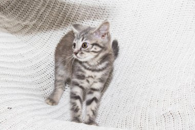 Neşeli bir İskoç kedisi yumuşak, beyaz örülü bir battaniyenin üzerinde eğlenir. Minik patileri ve meraklı gözleri o ana neşe katıyor. Kedi yavrusu eğlence ve samimiyetinin mükemmel bir sahnesi.