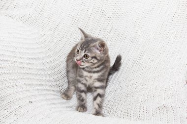 Neşeli bir İskoç kedisi yumuşak, beyaz örülü bir battaniyenin üzerinde eğlenir. Minik patileri ve meraklı gözleri o ana neşe katıyor. Kedi yavrusu eğlence ve samimiyetinin mükemmel bir sahnesi.