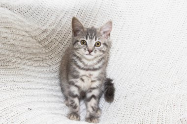 Neşeli bir İskoç kedisi yumuşak, beyaz örülü bir battaniyenin üzerinde eğlenir. Minik patileri ve meraklı gözleri o ana neşe katıyor. Kedi yavrusu eğlence ve samimiyetinin mükemmel bir sahnesi.