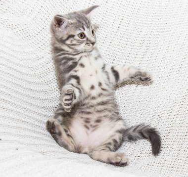 Neşeli bir İskoç kedisi yumuşak, beyaz örülü bir battaniyenin üzerinde eğlenir. Minik patileri ve meraklı gözleri o ana neşe katıyor. Kedi yavrusu eğlence ve samimiyetinin mükemmel bir sahnesi.