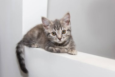 With expressive amber eyes and soft gray-striped fur, a Scottish Straight kitten sits on a white surface. The moment captures the kitten s curious and innocent personality beautifully clipart