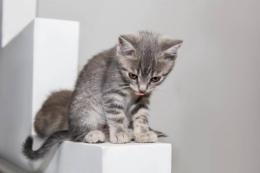 On a pristine white ledge, two Scottish Straight kittens sit side by side, their amber eyes full of curiosity. Their fluffy gray fur highlights their charming and playful bond clipart