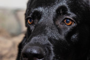 Siyah bir Labrador 'un yakın çekimi, etkileyici gözlerini ve parlak kürkünü gözler önüne seriyor. Köpeğin sakin ve sadık ifadesi sıcaklık yayıyor. Parlak siyah ceket portreye zarafet katıyor.