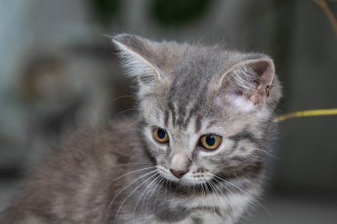 Lüks beyaz bir arka planda, İskoç heteroseksüel bir kedi yavrusu merakla çevrelerine bakıyor. Çarpıcı kehribar gözleri ve gri çizgili kürkü şakacı ama nazik doğasını vurguluyor.