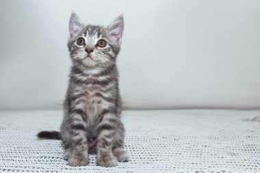 Lüks beyaz bir arka planda, İskoç heteroseksüel bir kedi yavrusu merakla çevrelerine bakıyor. Çarpıcı kehribar gözleri ve gri çizgili kürkü şakacı ama nazik doğasını vurguluyor.