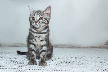 A Scottish Straight kitten sits peacefully on a soft white surface, its curious amber eyes sparkling with wonder. The kittens gray-striped fur adds to its charm. A delightful scene of feline clipart