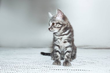 İskoç heteroseksüel bir kedi yavrusu, yumuşak beyaz bir yüzeyde huzur içinde oturur. Meraklı kehribar gözleri merakla parlar. Yavru kedilerin gri çizgili kürkü cazibesine katkı sağlar. Güzel bir kedi sahnesi.