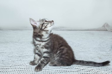 İskoç heteroseksüel bir kedi yavrusu, yumuşak beyaz bir yüzeyde huzur içinde oturur. Meraklı kehribar gözleri merakla parlar. Yavru kedilerin gri çizgili kürkü cazibesine katkı sağlar. Güzel bir kedi sahnesi.