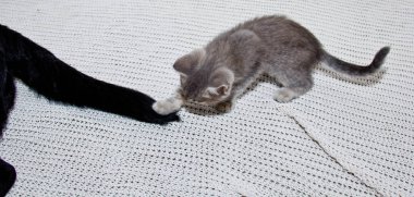 Bir İskoç Heteroseksüel kedisi başka bir kedinin kuyruğuyla oynar. Beyaz bir battaniyenin üzerinde küçük bir kedi yavrusu. Resim, hayvanın neşesini aktarıyor.