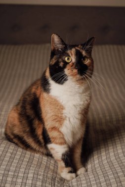 A tricolor cat in a shiny coat sits on a neatly made bed. Its fur glistens in the soft light, adding to the serene atmosphere. The peaceful setting creates a peaceful moment clipart