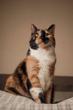 A beautiful three-colored cat rests on the bed, its fur shimmering in the light. The calm atmosphere of the room is complemented by the soft bed sheet. The cat looks perfectly at ease clipart