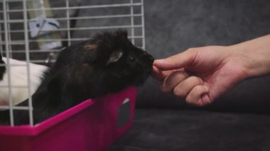 Adam evcil hayvanını kafesten çıkarıp evdeki hayvanı gezdirmeye odaklanıyor. Hayvan bakımı ve insanlarla etkileşim için ideal. Gine domuzu kafesi olan bir adam gri yumuşak bir kanepede oturur.