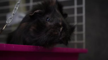 Pembe kafesinde yakın plan bir videoda siyah pofuduk bir kobay. Pembe plastik tabanlı evcil hayvan kafesi. Arka plandaki kafeste beslen ve hayvanları al.