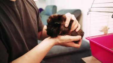 Erkeklerin elinde sevimli bir siyah kobay, evcil hayvanlarla insanlar arasındaki bağı vurguluyor. Koyu renk tişörtlü bir adam bir odada, tüylü küçük bir hayvanı tutuyor.