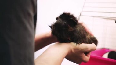 Bir adam elinde bir kobay tutuyor ve onu okşuyor. Siyah bir kobay ve dişinin dikkatli olduğunu gösteren videoyu kapat.
