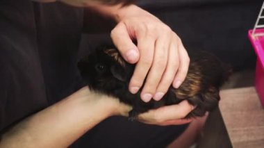 Bir adam elinde bir kobay tutuyor ve onu okşuyor. Siyah bir kobay ve dişinin dikkatli olduğunu gösteren videoyu kapat.