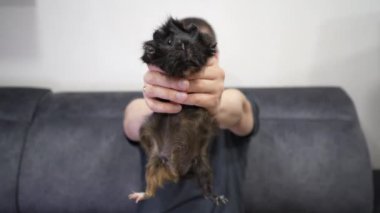 Bir adam, bir evcil hayvanın rahatlığını ve insanlar arasındaki ilişkiyi sembolize etmek için kobayını elinde tutuyor.