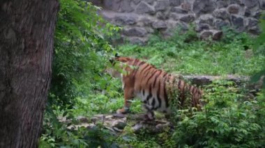Bir kaplan yoğun bitki örtüsünde zarifçe dolaşır ve doğaya karışır. Görkemli bir kaplan bir hayvanat bahçesinin yemyeşil bahçesinde yürüyor, zarafetini ve gücünü sergiliyor.