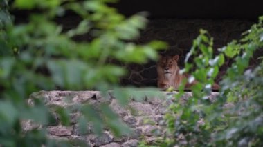 Yeşil yaprakların arasından, tehlikeli bir kedinin dört nala koştuğu görülebilir. Görkemli bir aslan, kaldırım taşlarının üzerinde güzelce dinlenir. Hayvanat bahçesindeki ahengi gösterir.