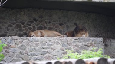 İki aslan çevrelerinde dinleniyor. Bir aslan ve dişi aslan, hayvanat bahçelerinde kayaların üzerinde kedi dostluğu göstererek huzur içinde yatarlar.
