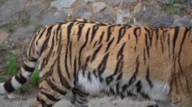 Bir Bengal kaplanı barışçıl bir atmosferde etrafını sarar. Yetişkin kaplanlar bölge yaratıklarıdır ve bu yüzden bölgelerini şiddetle savunurlar.