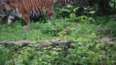 Kaplan, yemyeşil bitkiler ve doğal elementlerle dolu hayvanat bahçesini keşfeder. Görkemli kaplan, iyi tasarlanmış hayvanat bahçelerindeki yemyeşil alanda özgürce dolaşıyor.