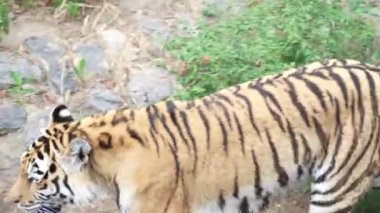 Güçlü kaslı bacakları üzerinde yürüyen bir kaplan. Büyük vahşi bir kedi yavrusu, etrafını çevreleyen çevrede dolaşıyor. Yürüyüşe çıkmış tehlikeli bir kaplan.