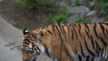 Güçlü kaslı bacakları üzerinde yürüyen bir kaplan. Büyük vahşi bir kedi yavrusu, etrafını çevreleyen çevrede dolaşıyor. Yürüyüşe çıkmış tehlikeli bir kaplan.