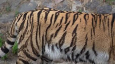 Güçlü kaslı bacakları üzerinde yürüyen bir kaplan. Büyük vahşi bir kedi yavrusu, etrafını çevreleyen çevrede dolaşıyor. Yürüyüşe çıkmış tehlikeli bir kaplan.