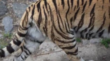 Güçlü kaslı bacakları üzerinde yürüyen bir kaplan. Büyük vahşi bir kedi yavrusu, etrafını çevreleyen çevrede dolaşıyor. Yürüyüşe çıkmış tehlikeli bir kaplan.