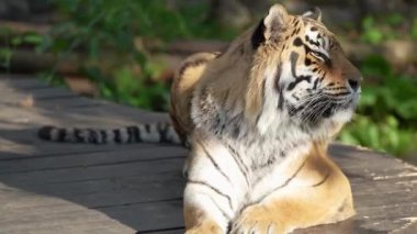 Sakin bir kaplan, sakin bir hayvanat bahçesi ortamındaki parlak yeşil ağaçlarla çevrili asfalt bir zeminde dinlenir. İnsanlar tarafından korunan tehlikeli bir hayvan.