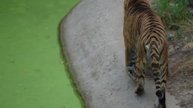 Bengal kaplanı bir göletin asfalt kıyısında yürür. Hayvanat bahçesinde yeşil kapaklı bir gölet. Kaplan nesli tükenmekte olan bir tür.