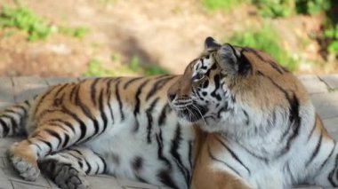 Görkemli bir kaplan, arka planında yeşil yapraklar olan bir kaldırımda dinleniyor ve bir hayvanat bahçesi duvarında fotoğraf çekiliyor. Kapalı bir yerde vahşi bir hayvan oturuyor.