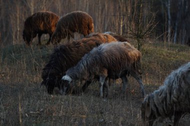 Büyük bir koyun sürüsü yemyeşil bir tarlada huzur içinde otluyor. Arka planda görkemli bir şekilde duran uzun ağaçlar muhteşem bir manzara yaratıyor.