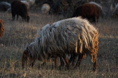 Büyük bir koyun sürüsü yemyeşil bir tarlada huzur içinde otluyor. Ağaçlar arka planda yavaşça sallanıyor. Gölge ve güzellik sağlıyor.