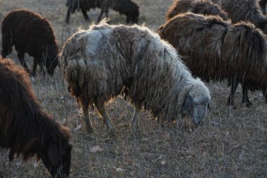 İki koyun, yemyeşil bir tarlada huzur içinde otluyor. Uzun ağaçlar, uzaklarda güzel bir zemin oluşturuyor.