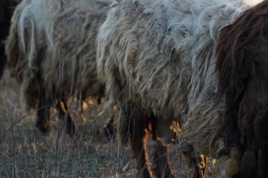 Koyun kürkünün yumuşak ve kabarık dokusunu yakalayan detaylı bir yakın çekim görüntüsü. Resimli bir tarlada huzur içinde otlarken.